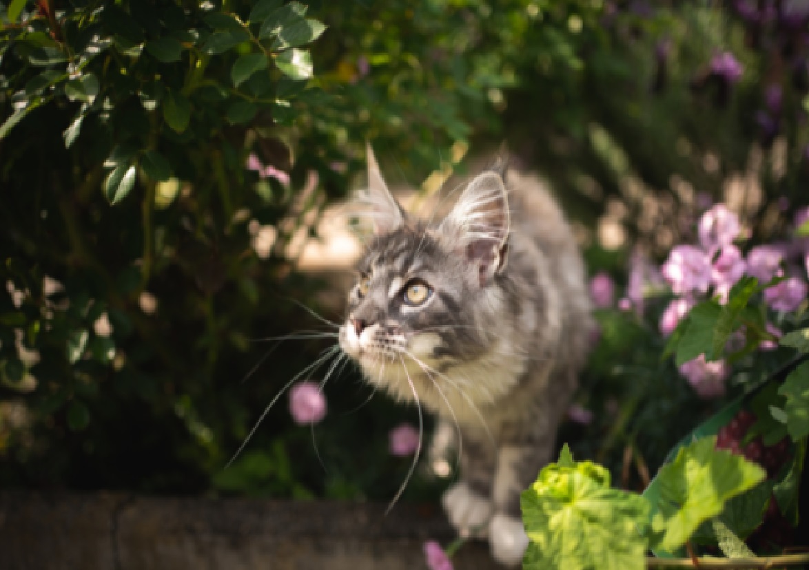 Truques caseiros para espantar gato das plantas: formas fáceis para afastar os pets com cuidado (Foto: Canva Pro)