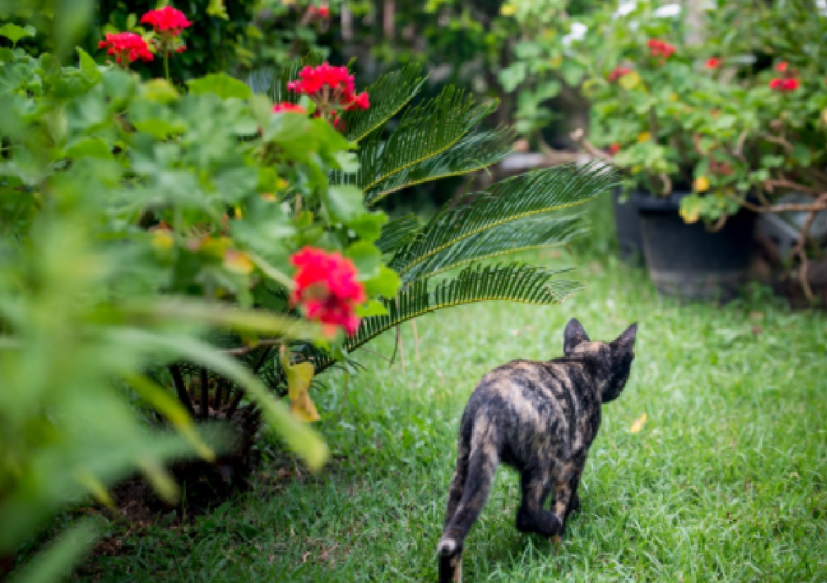 Truques caseiros para espantar gato das plantas: formas fáceis para afastar os pets com cuidado (Foto: Canva Pro)