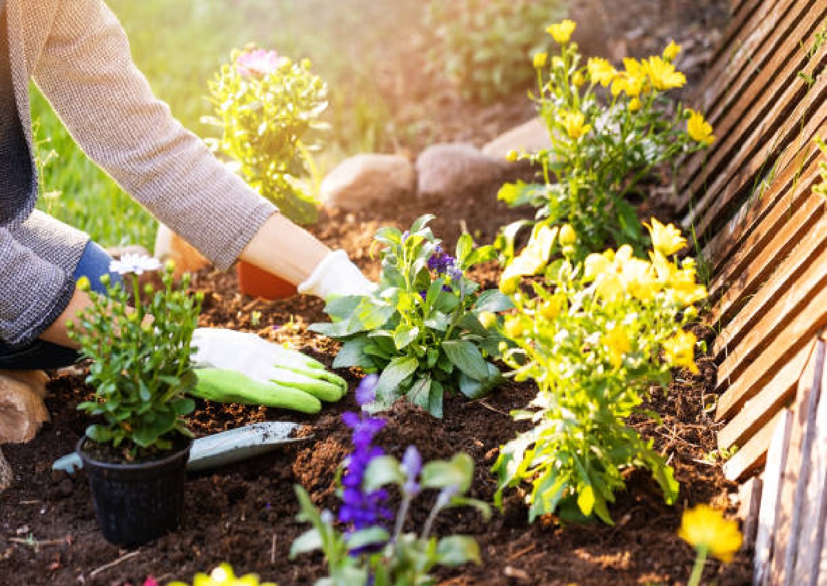 Temperos para plantar em casa? Obtenha as respostas e comece sua horta (Foto: iStock)