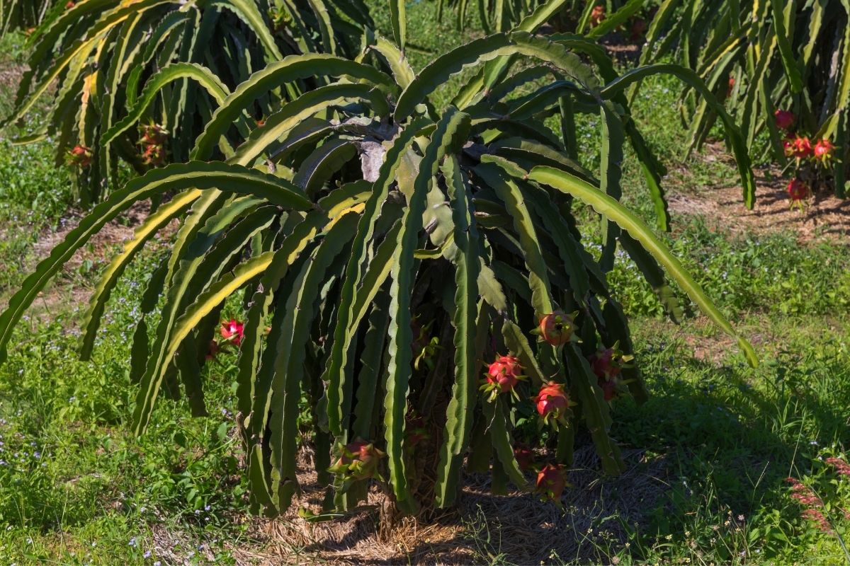 Como cultivar pitaya no quintal (Reprodução Canva Pro)