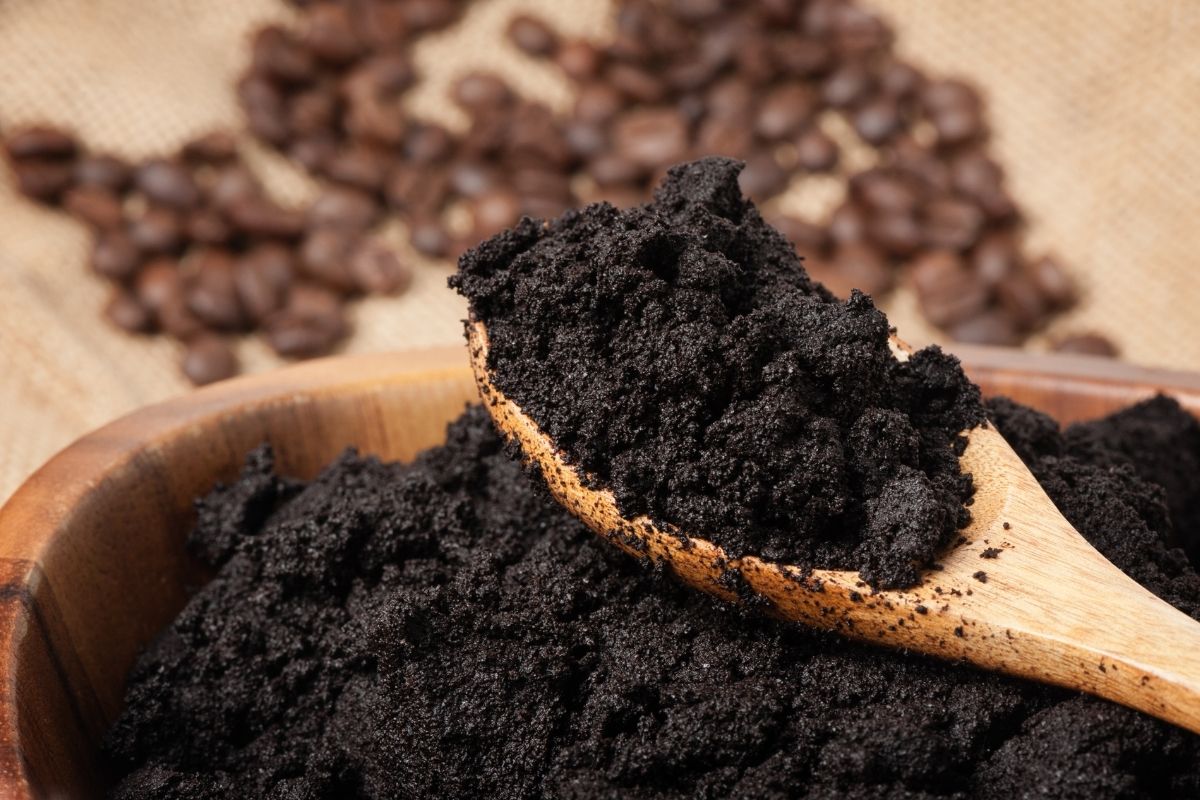 Como fazer adubo com pó de café - Reprodução Canva