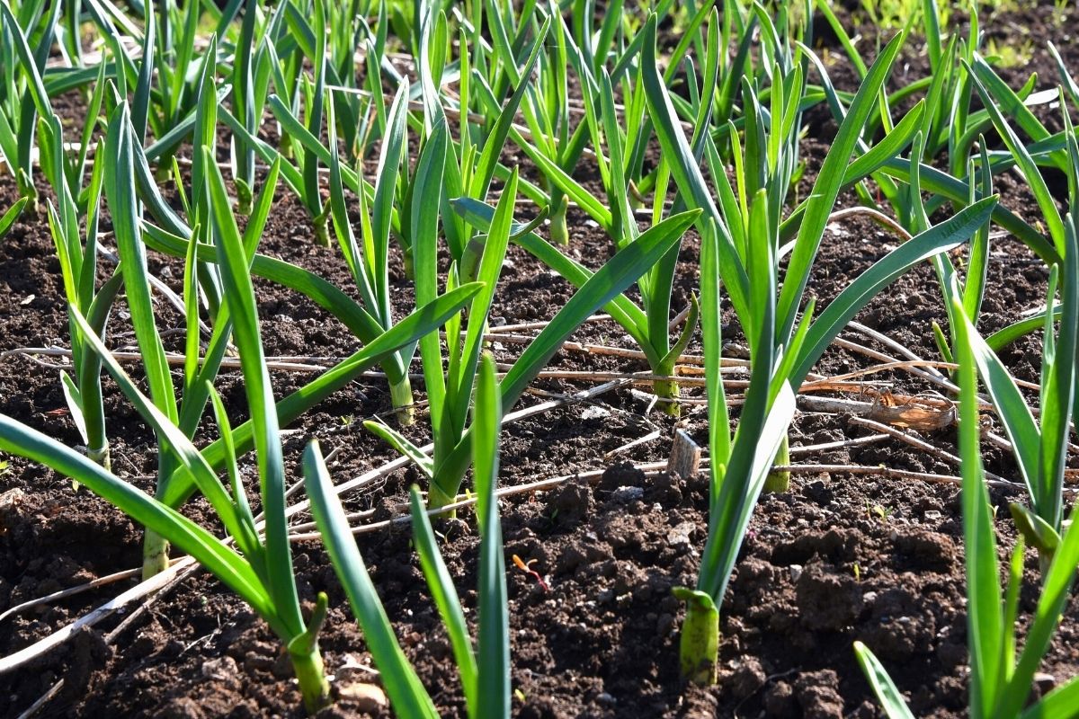 Quer Economizar Aprenda Como Plantar Alho Na Horta E Veja Dicas