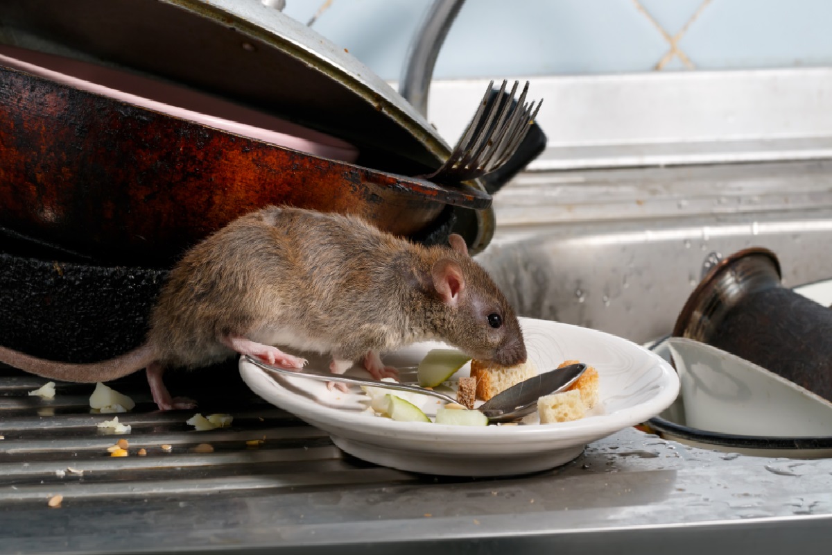 Como eliminar ratos da sua casa, veja como afastar esses bichinhos indesejados (Foto: Canva Pro)