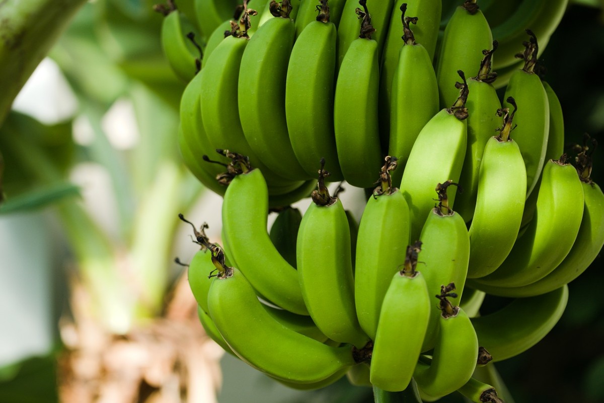 Plantar bananeira em casa - Reprodução: Pixabay