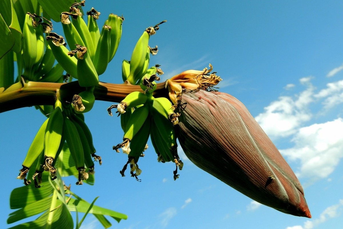 Plantar bananeira em vaso - Reprodução: Pixabay