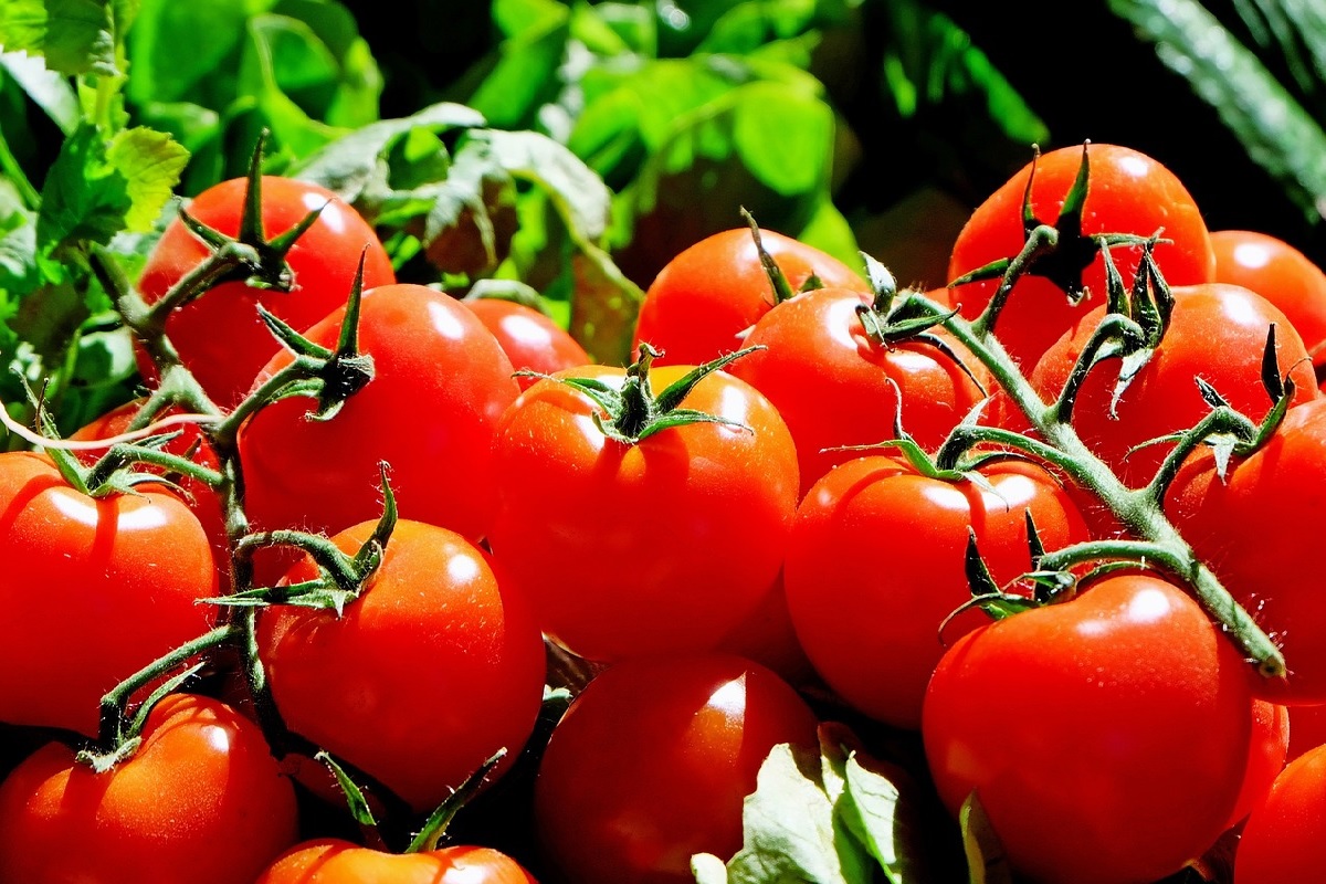 Por que não pode guardar tomate na geladeira - Reprodução: Pixabay