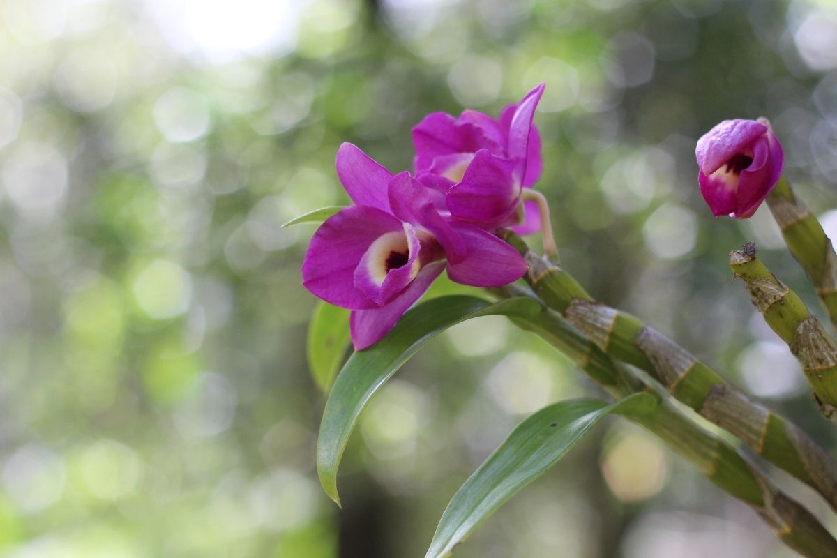 Como plantar orquídeas em vasos de plástico - Reprodução Canva