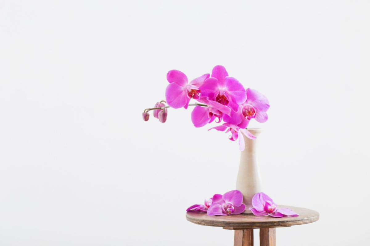Aprenda como salvar orquídeas que estão morrendo; basta 1 ação para que elas ressurjam das cinzas / Foto: Canva Pro