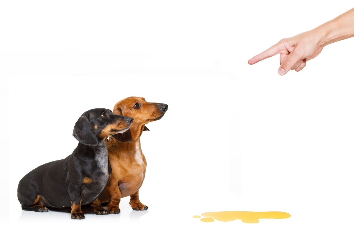Saiba como tirar cheiro de xixi de cachorro de forma eficiente com produtos que você já tem em casa. Fonte: Canva Pro