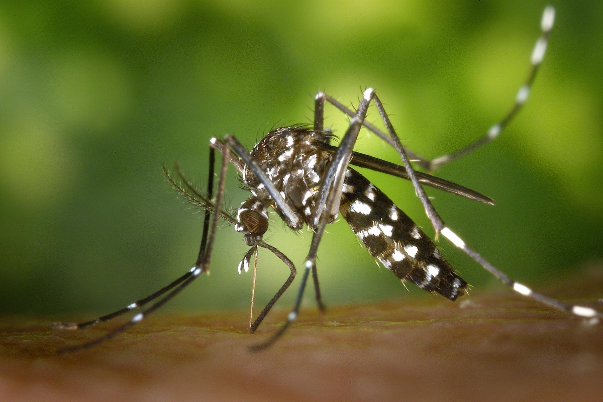 Brasil perto da marca de 2 milhões de casos de dengue no ano. Foto: Pixabay