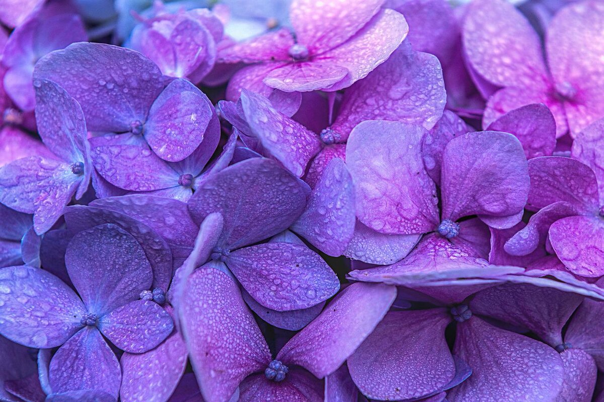 Hortênsia: saiba como cuidar e descubra o segredo para mudar a cor das flores - Foto: Pixabay
