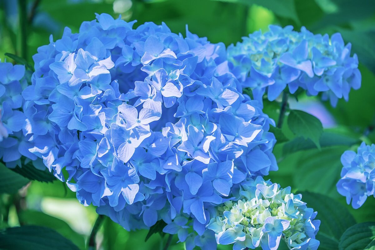 Hortênsia: saiba como cuidar e descubra o segredo para mudar a cor das flores - Foto: Pixabay