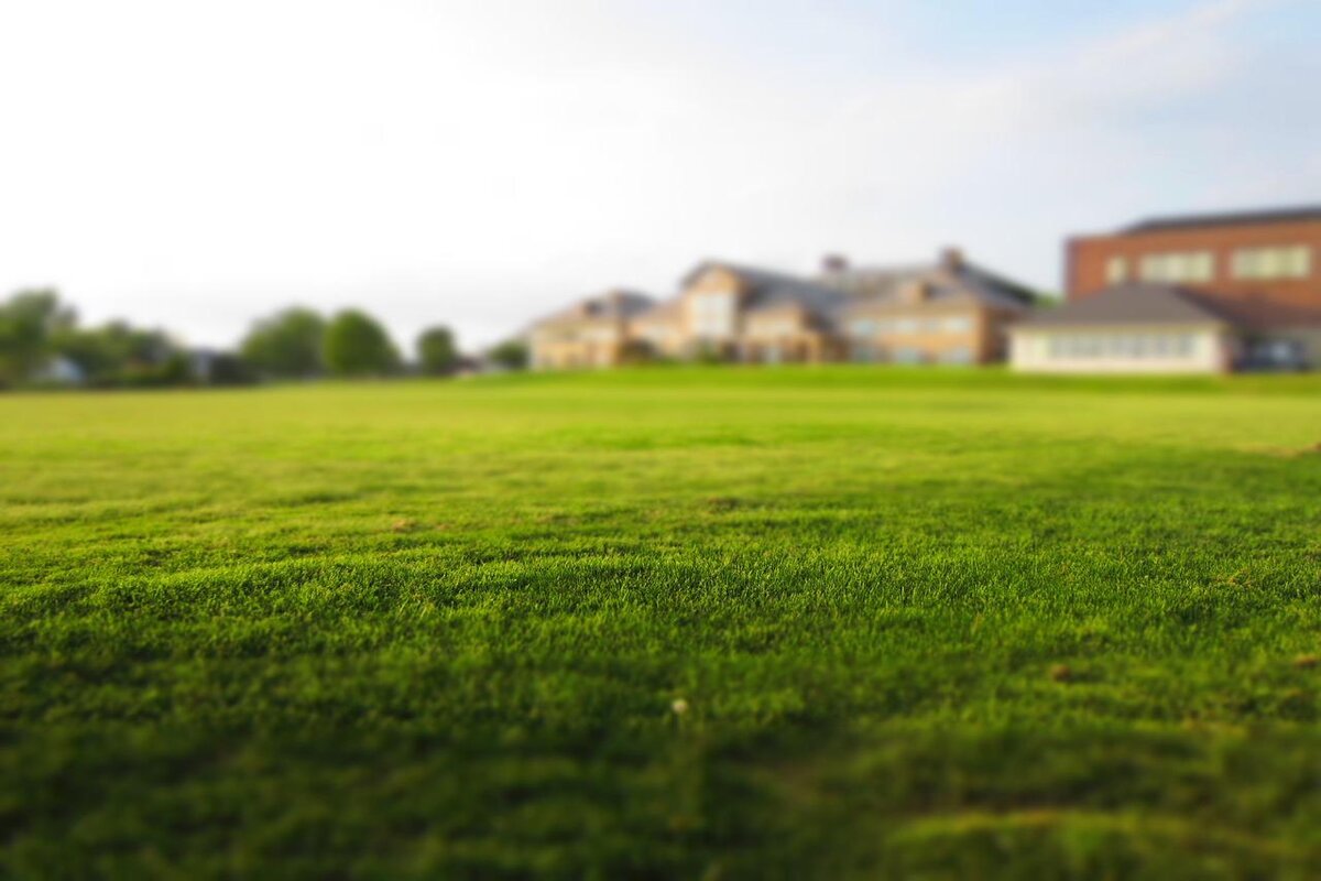 Como fortalecer a grama do jardim? Soluções fáceis para auxiliar o gramado - Foto: Pixabay