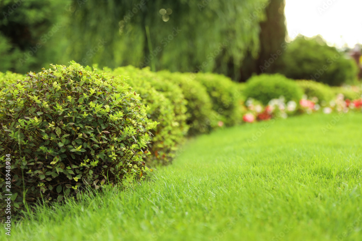 Arbustos no quintal podem fazer toda a diferença quando bem cuidados; saiba tudo que precisa sobre eles- Fonte: Pexels