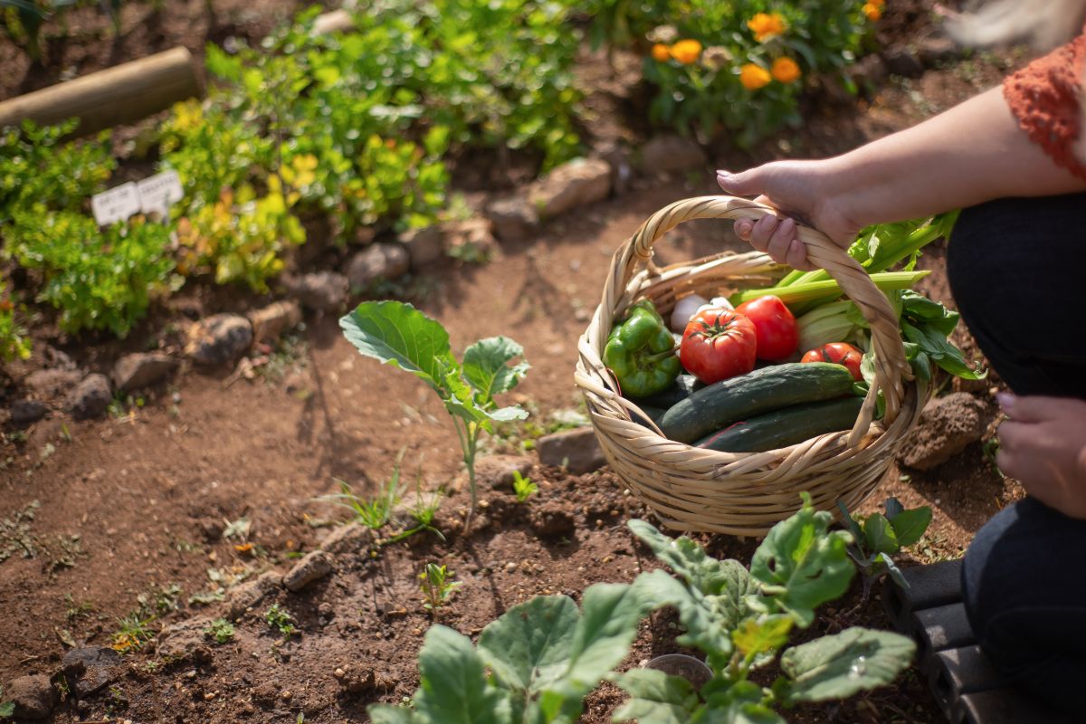 5 dicas para facilitar o trabalho em sua hortinha em casa e ter mais frutos, veja!/Imagem: Canva