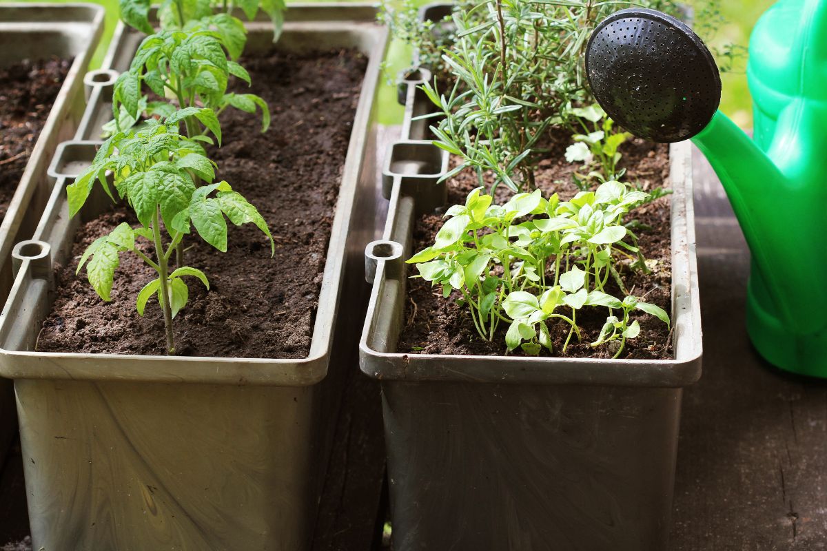 5 dicas para facilitar o trabalho em sua hortinha em casa e ter mais frutos, veja!/Imagem: Canva