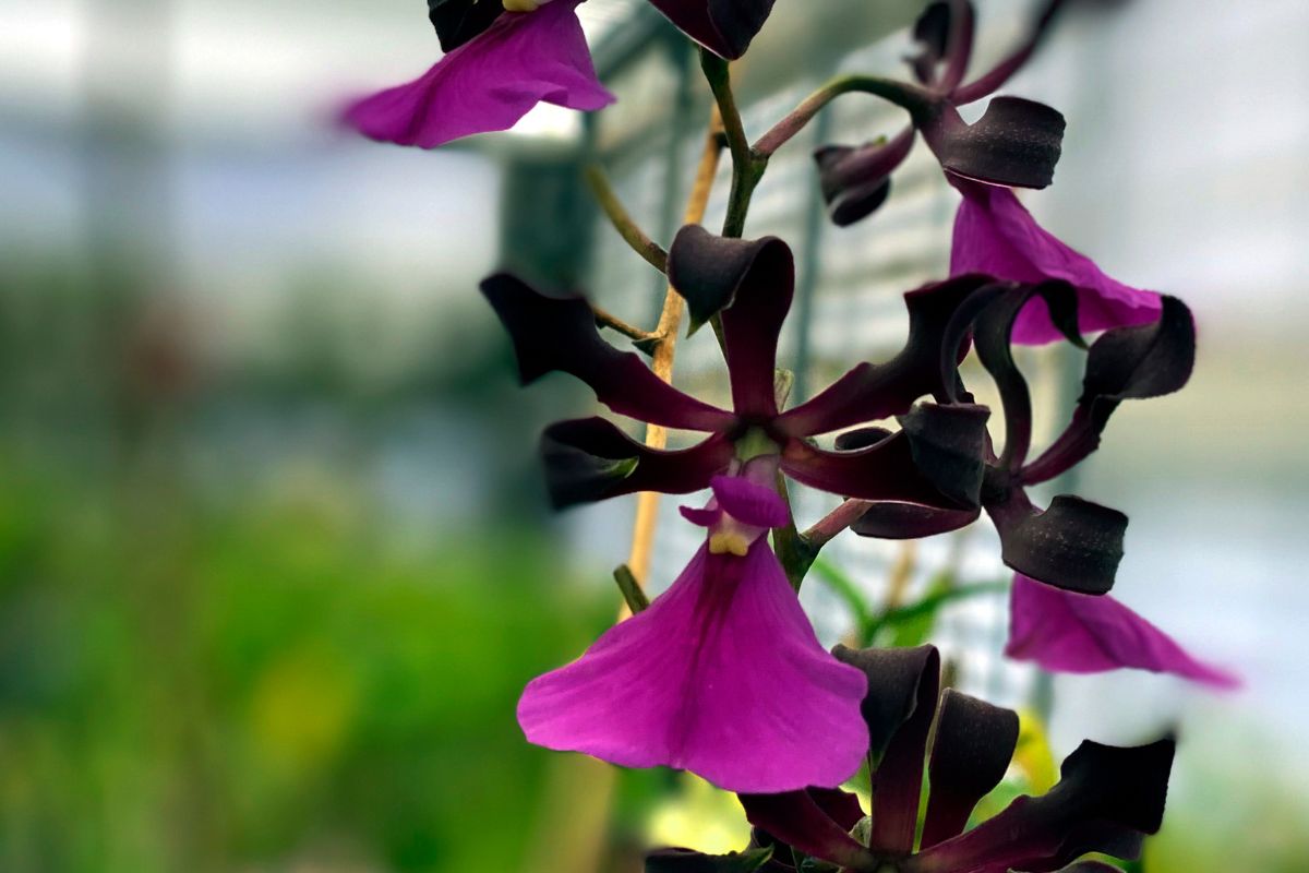Conhece a orquídea que cheira chocolate? Veja mais sobre essa exótica espécie/Imagem: Canva