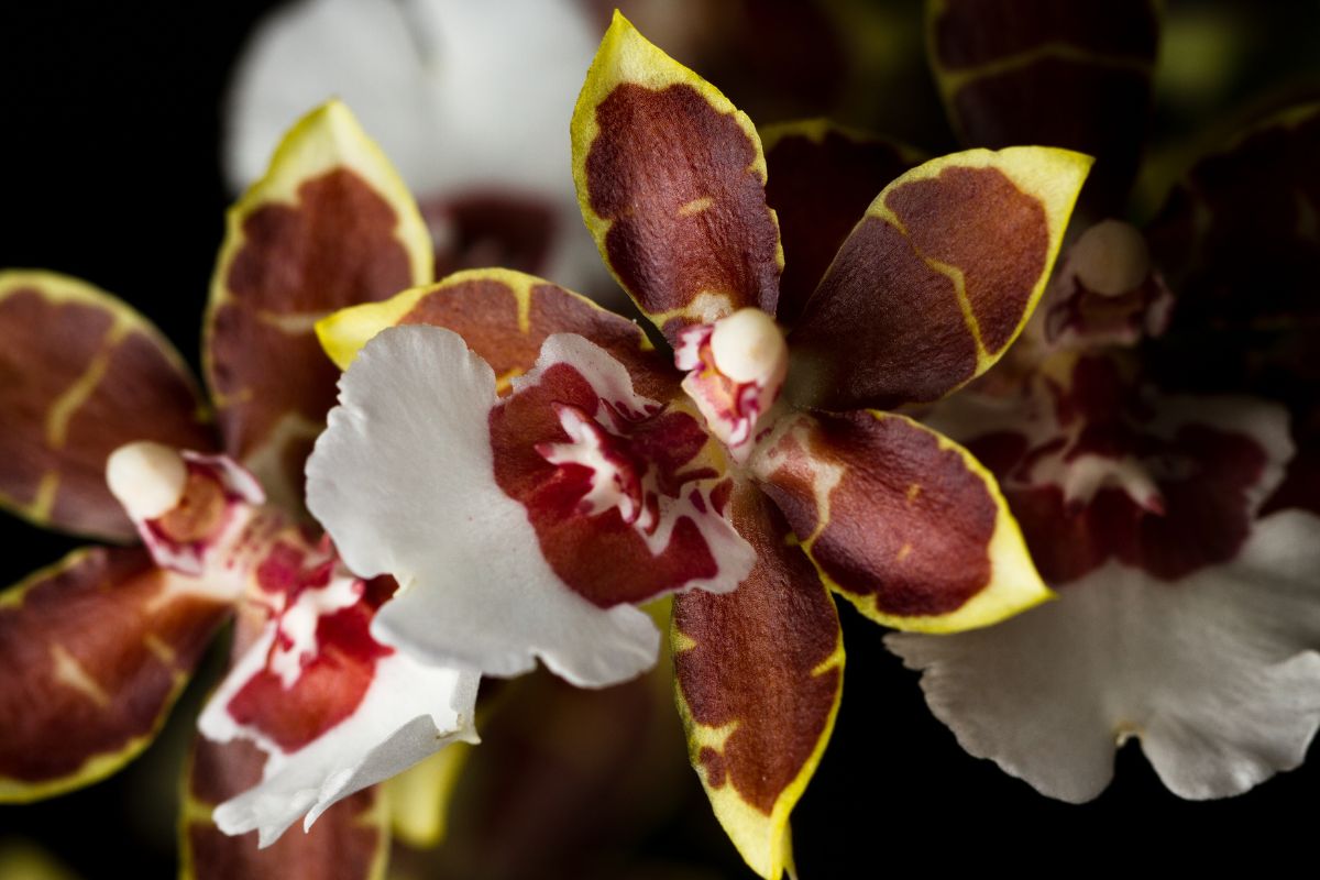 Conhece a orquídea que cheira chocolate? Veja mais sobre essa exótica espécie/Imagem: Canva