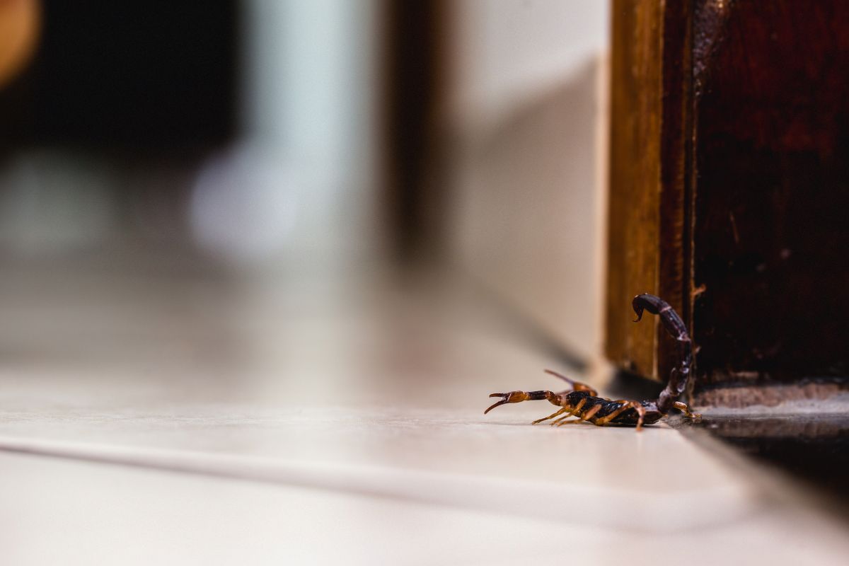 Saiba como manter escorpiões longe do quintal com dicas preciosas/Imagem: Canva
