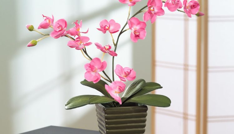 Plantas de outubro; confira o que plantar no início da primavera (orquídea)/Imagem: Canva
