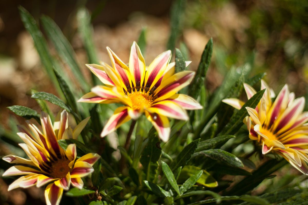 Gazânia: aprenda como cuidar dessa linda flor e deixe seu jardim incrível/Imagem: Canva