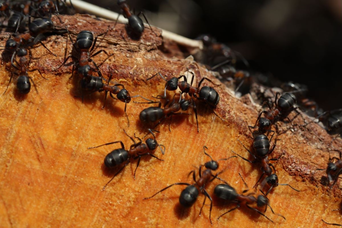 Infestação de Formigas (Reprodução: Canva)