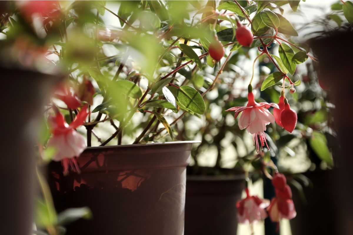 Fuchsia hybrida (Reprodução Canva Pro)