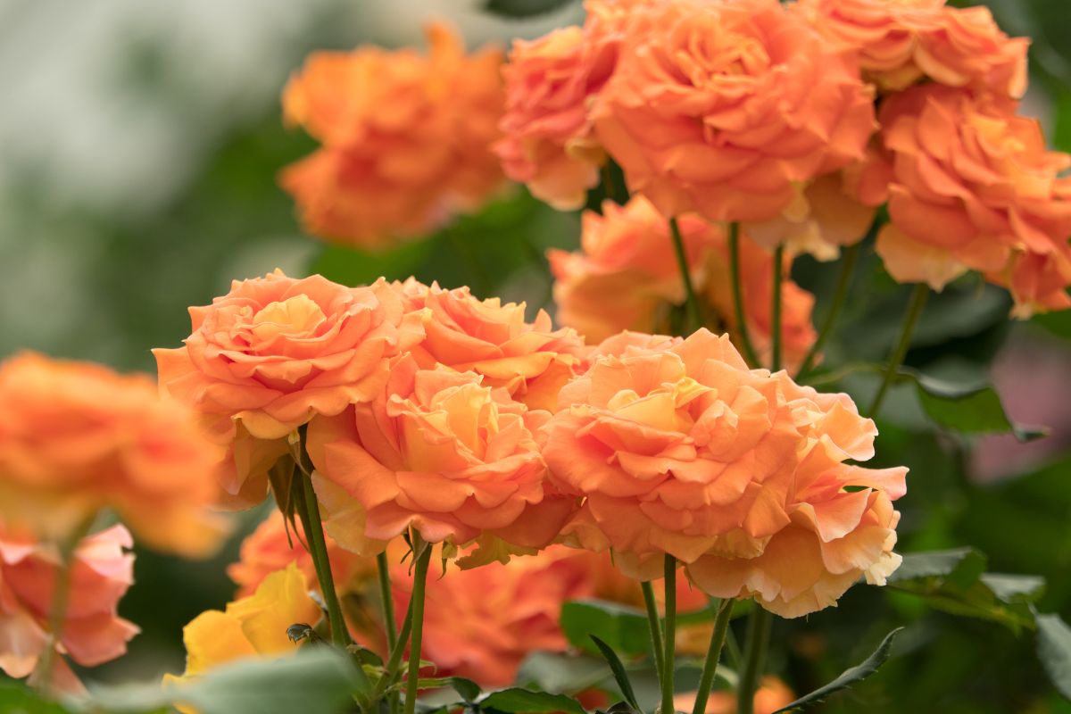 5 tipos de rosas para embelezar seu jardim; confira as opções mais lindas - Fonte: canva
