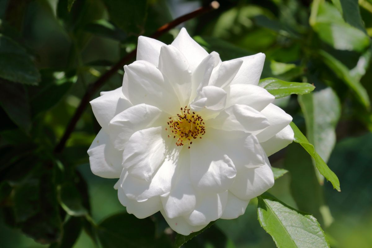 5 tipos de rosas para embelezar seu jardim; confira as opções mais lindas - Fonte: canva