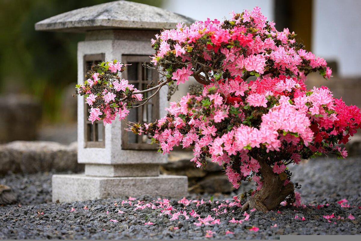Como fazer um jardim japonês em casa gastando bem pouco? Confira dicas imperdíveis - Foto: Pixabay