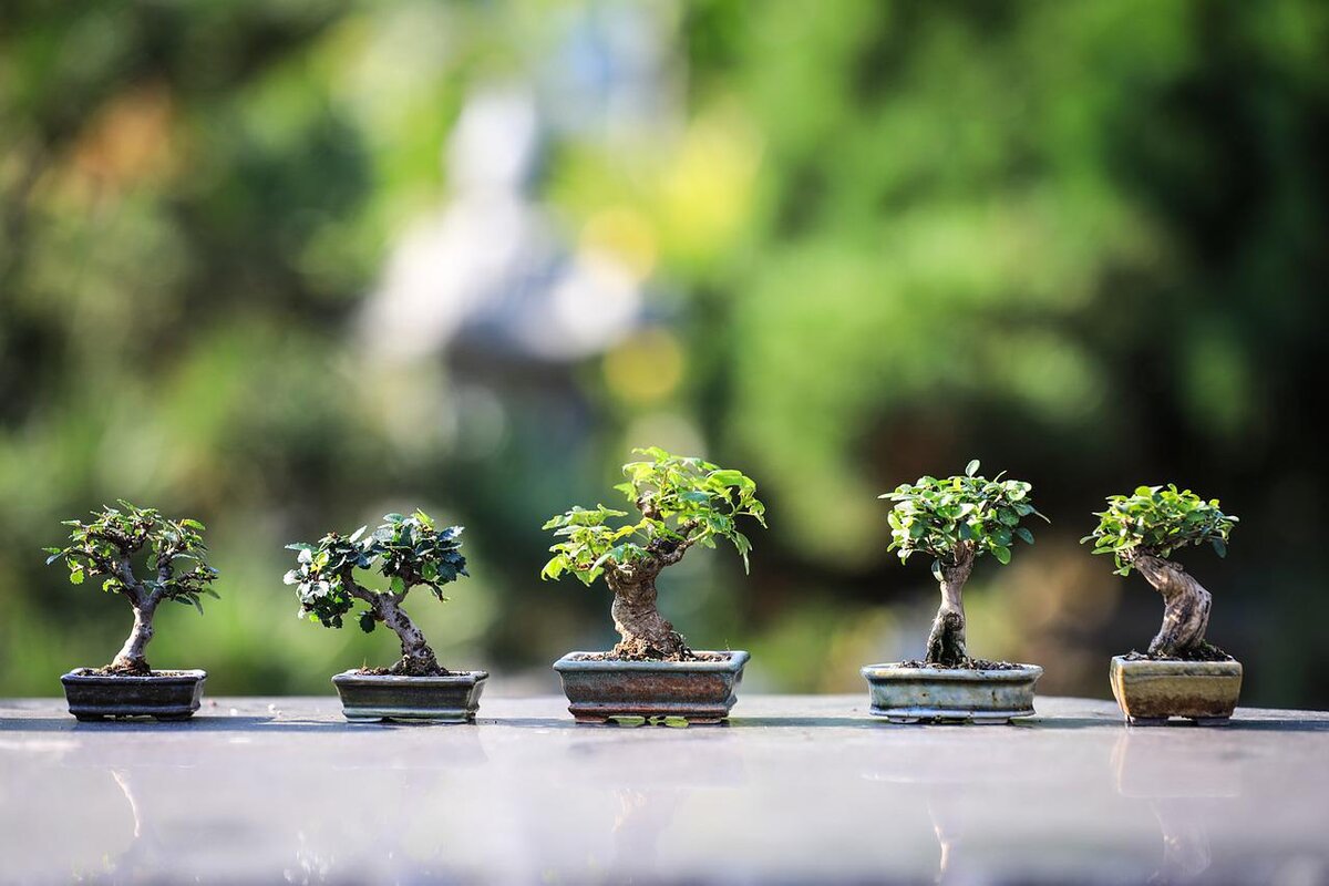 Como fazer um jardim japonês em casa gastando bem pouco? Confira dicas imperdíveis - Foto: Pixabay
