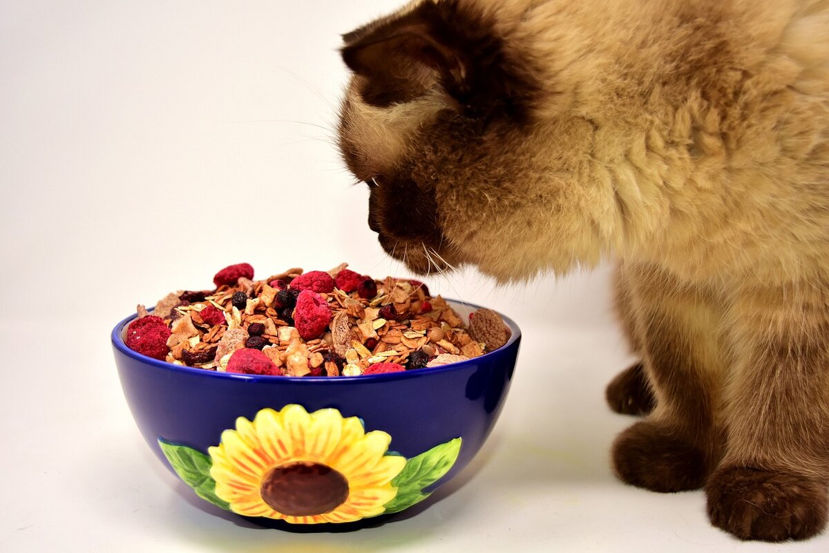 Aprenda como acostumar o gato comer frutas, e descubra quais são as mais indicadas - Foto: Pixabay