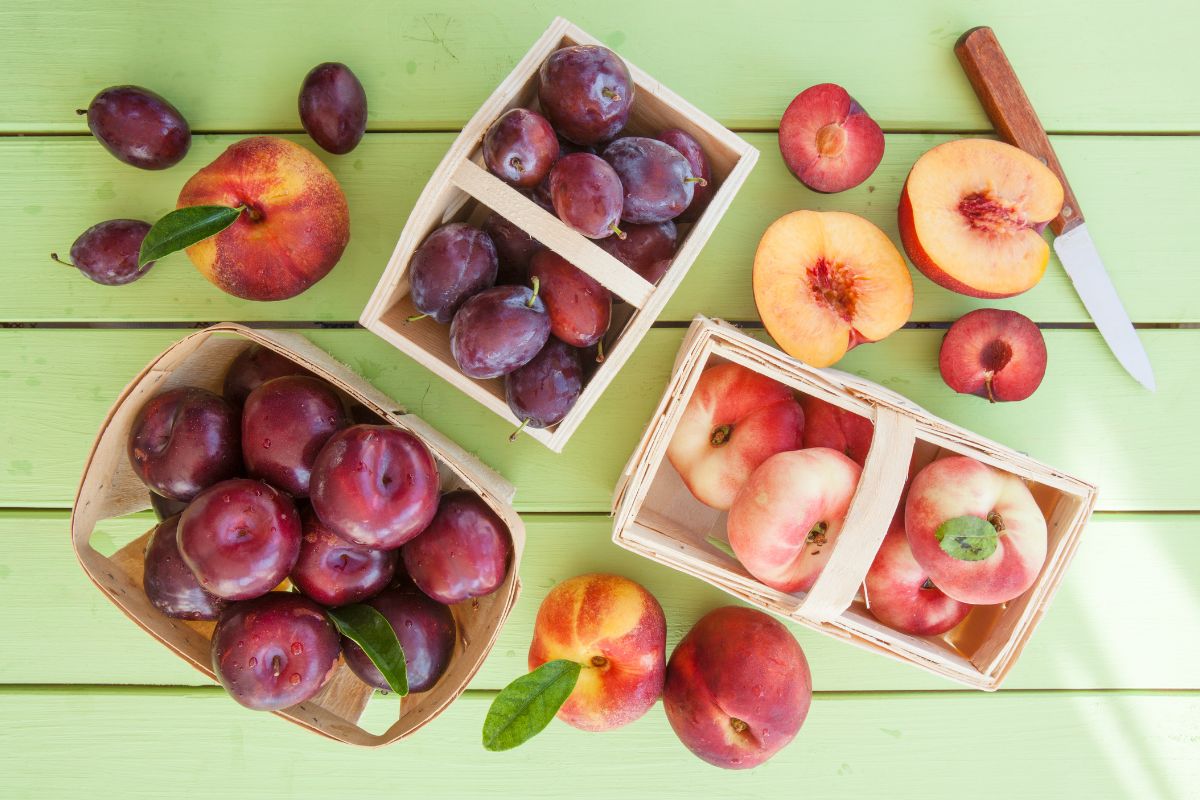 4 frutas que são plantadas pelo caroço que muitos desconhecem; confira - Fonte: Canva