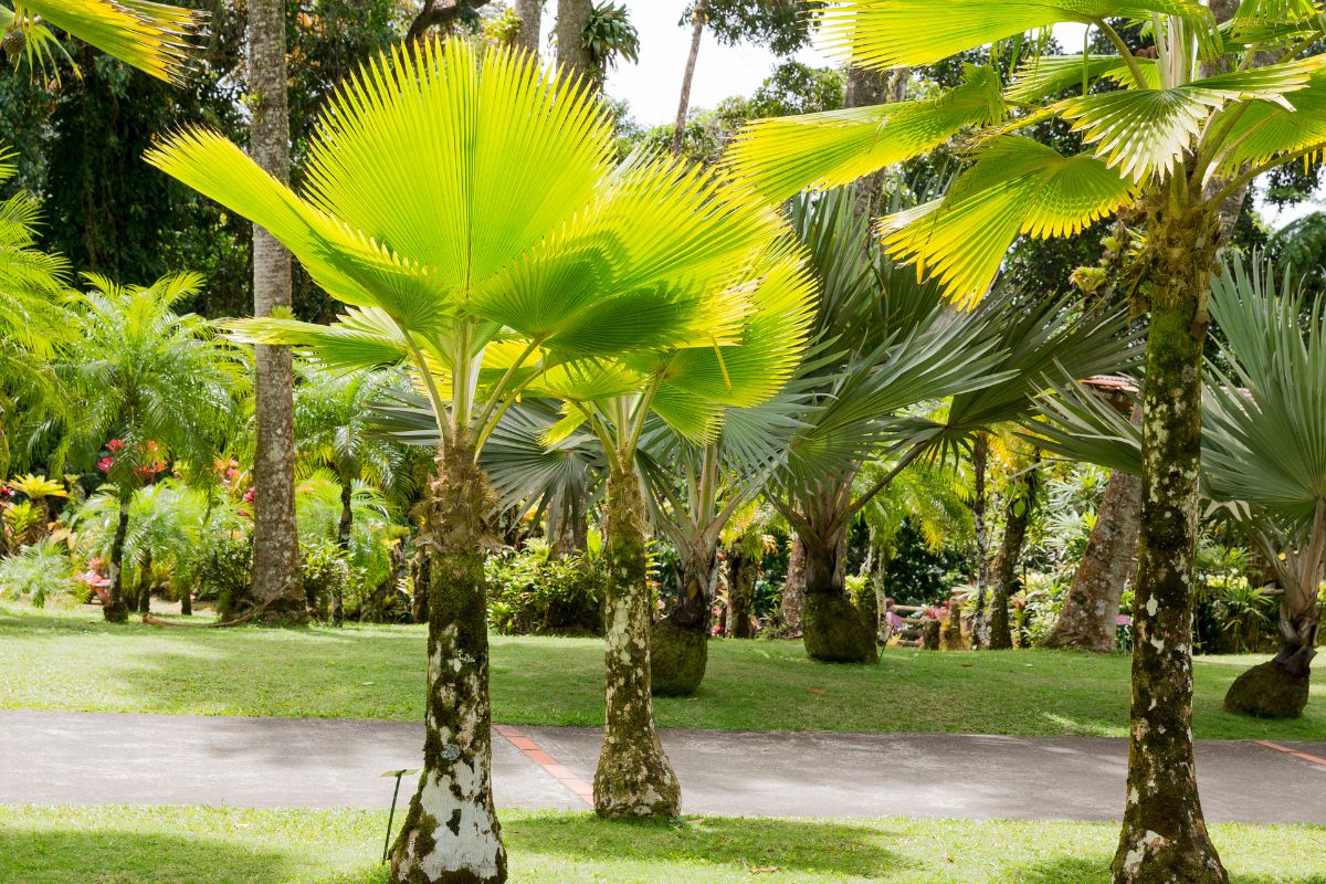 Jardim tropical - Foto: CanvaPRO