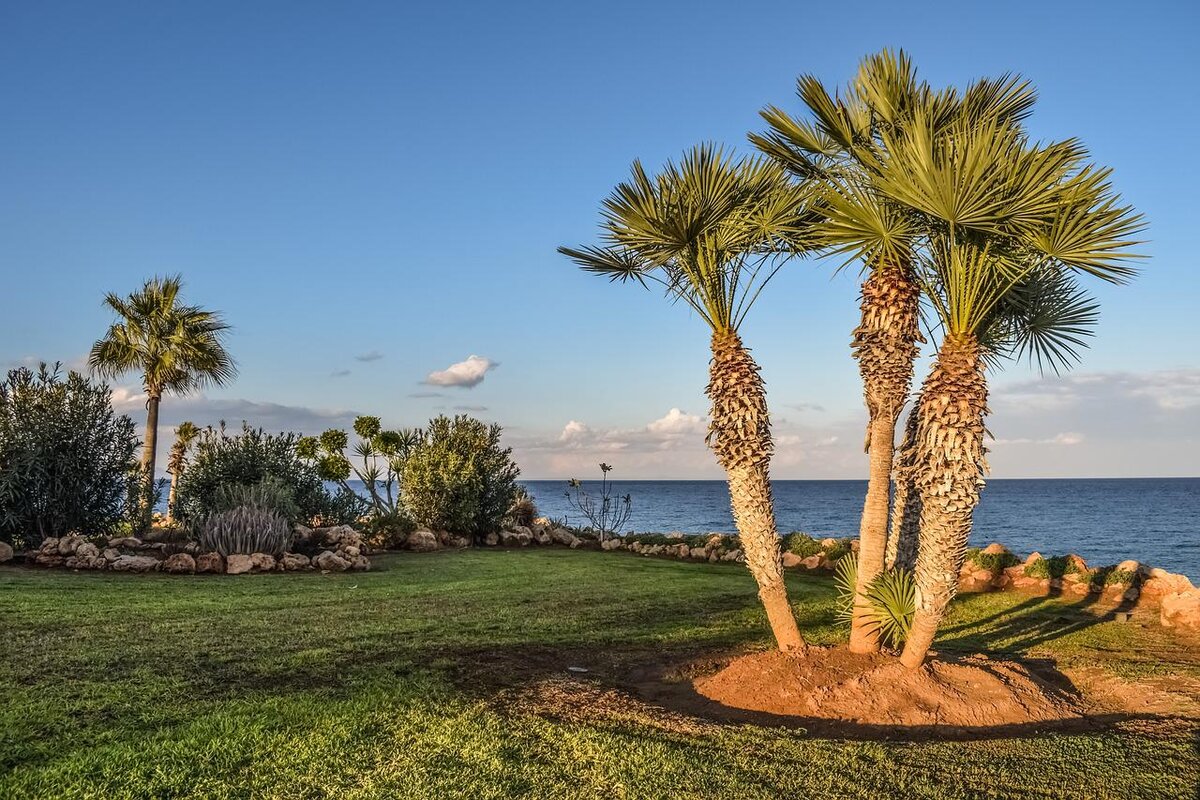 4 tipos de palmeiras para abrilhantar o seu jardim, confira - Foto: Pixabay