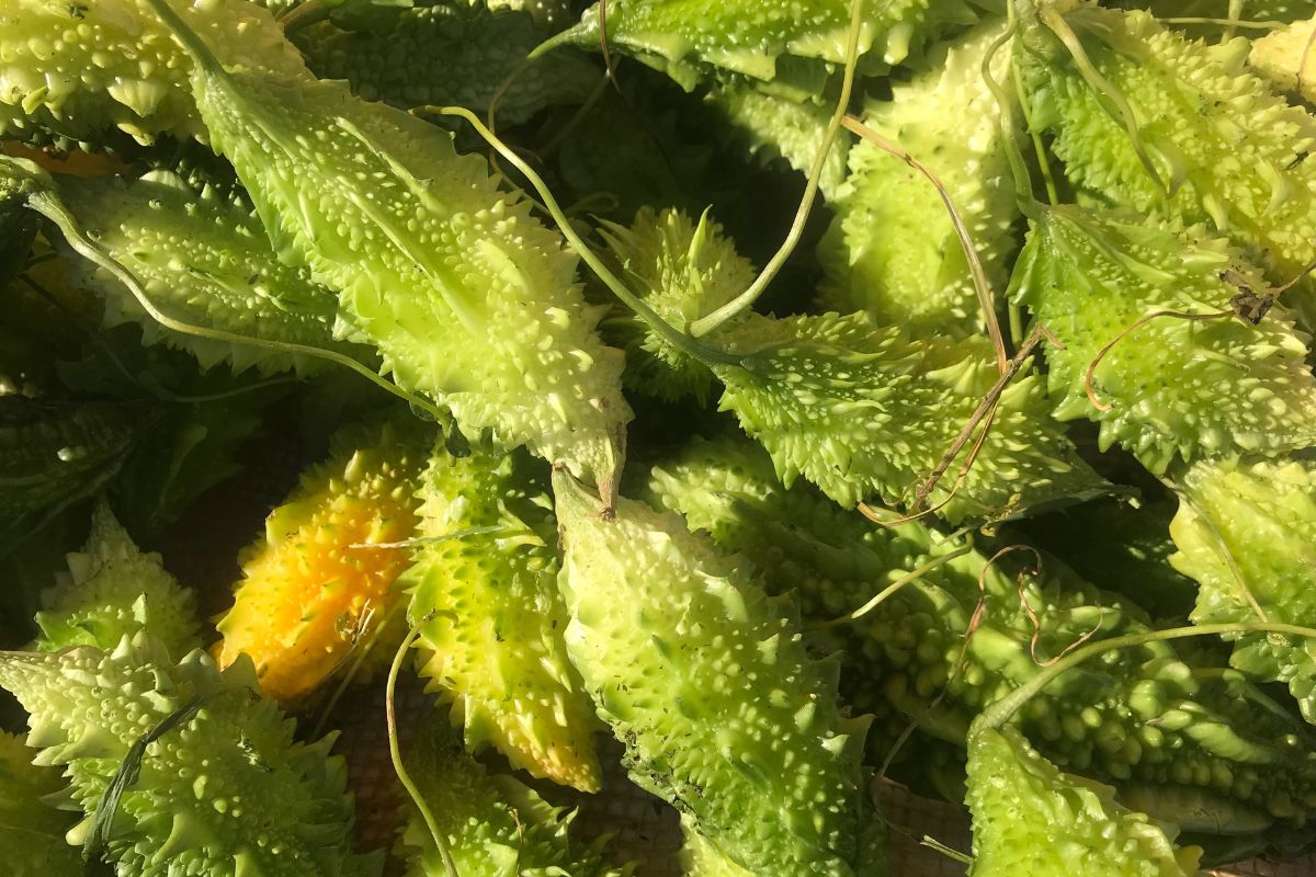 Descubra por que o melão-de-São-Caetano está em alta: 5 boas razões para conhecer o fruto - Fonte: canva