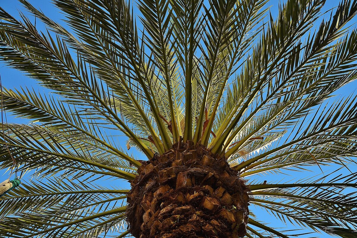 A palmeira Phoenix faz sucesso na decoração interna e externa - Foto: Pixabay