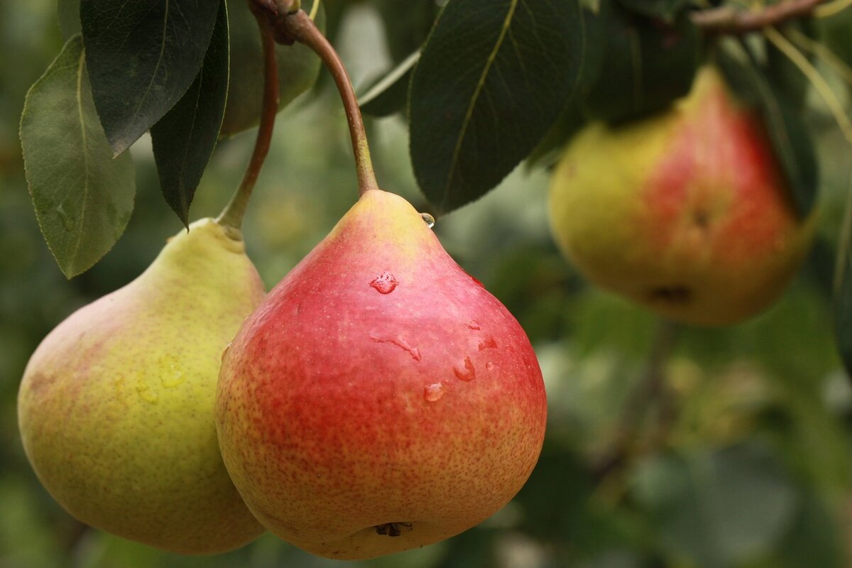 Veja como plantar um pé de pera no quintal e saiba quanto tempo demora para dar frutos - Foto: Pixabay