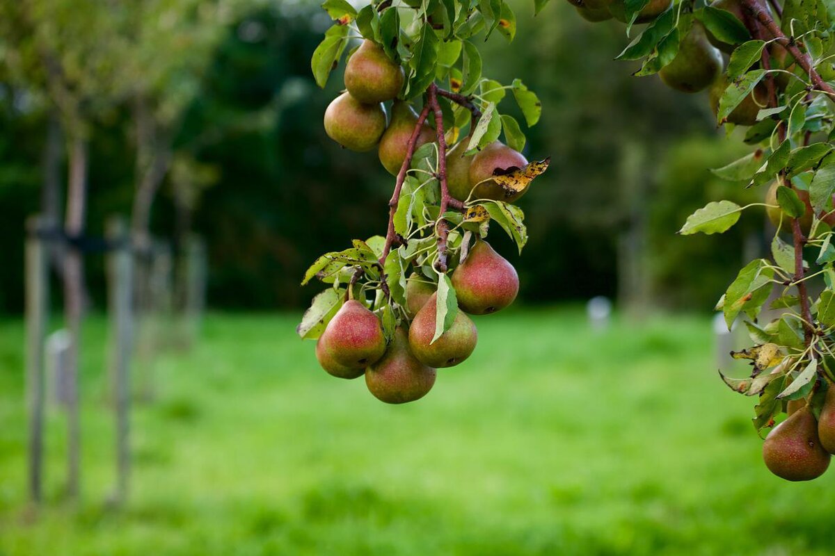 Veja como plantar um pé de pera no quintal e saiba quanto tempo demora para dar frutos - Foto: Pixabay