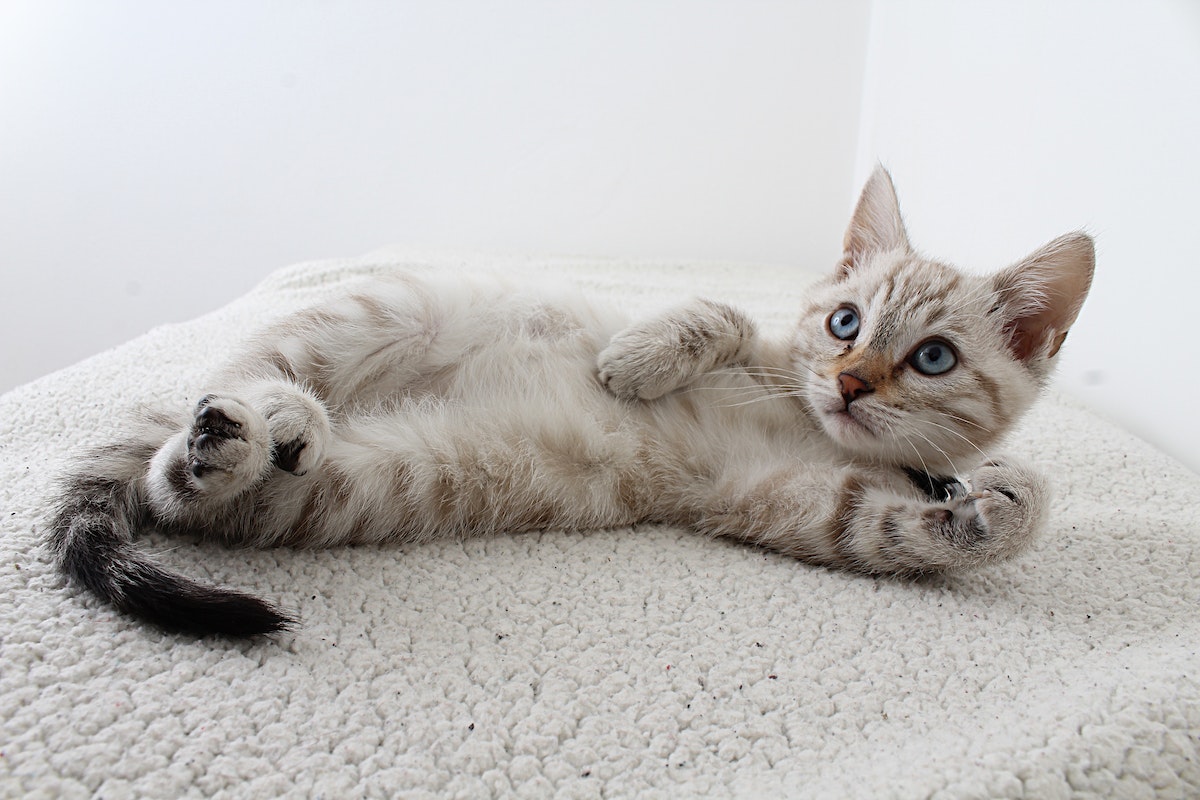 Você sabe o que é catnip? Confira quais os benefícios da erva para gatos