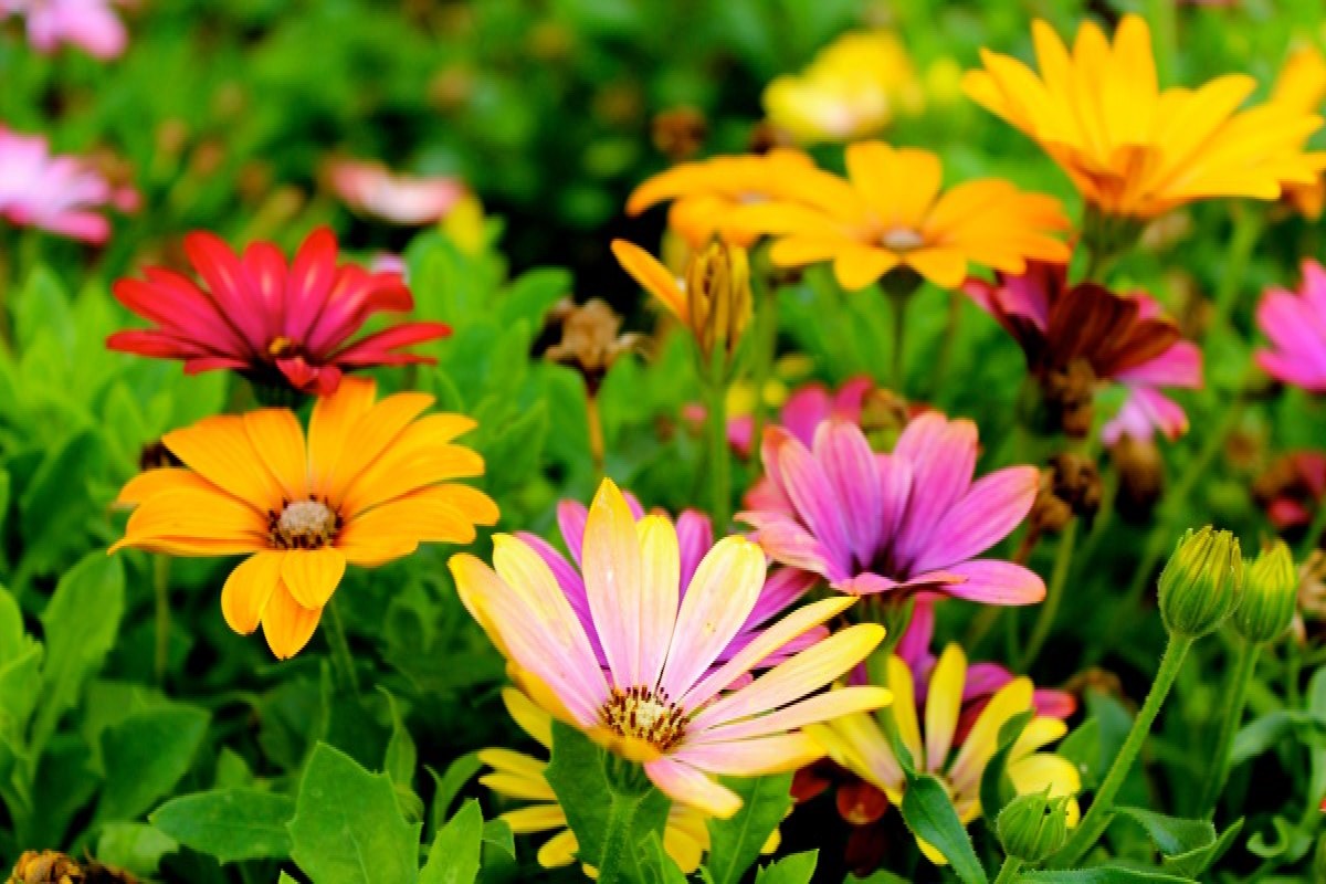 5 plantas com flores para decorar e abrilhantar seu jardim; confira – Fonte: Pexels