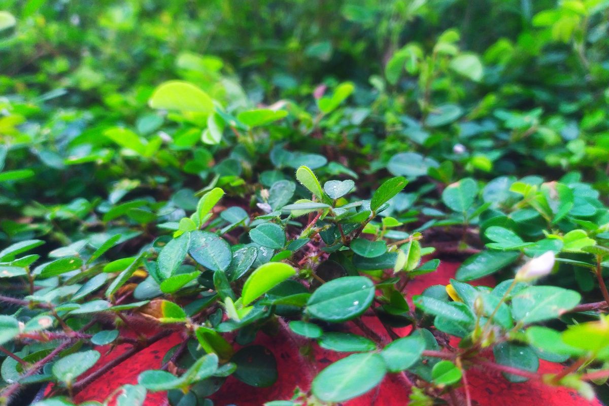 Saiba como usar plantas rasteiras no quintal; veja como elas podem ajudar bastante na decoração do ambiente - Fonte: canva