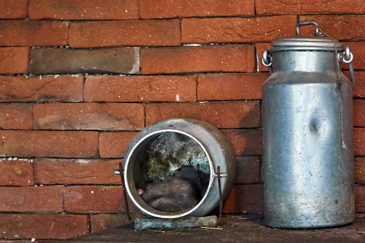 O que atrai os ratos em casa? Conheça formas naturais para se livrar desses roedores - Fonte: canva