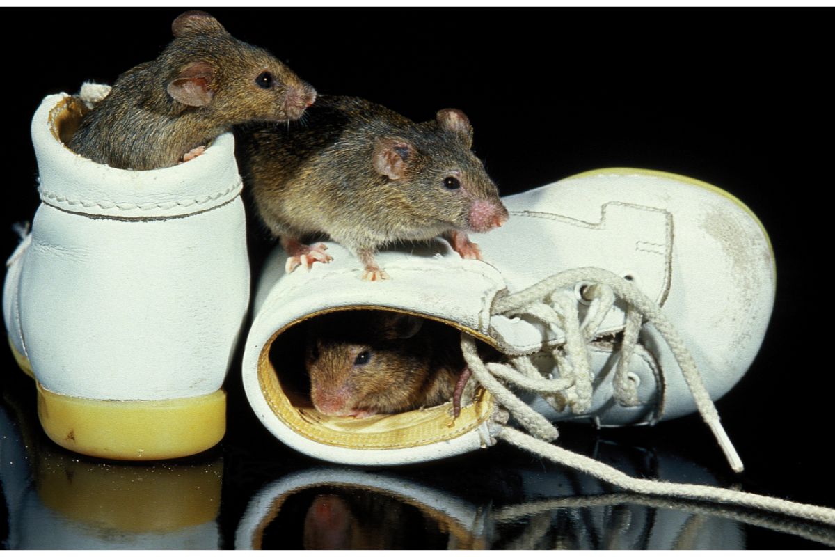 O que atrai os ratos em casa? Conheça formas naturais para se livrar desses roedores - Fonte: canva