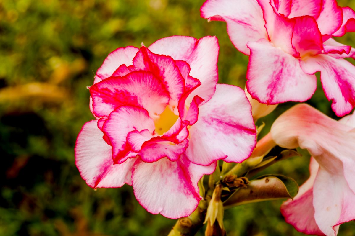 7 dicas para cultivar rosa do deserto sem erro; veja o que fazer para melhorar seu desenvolvimento - Fonte: canva