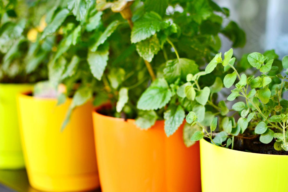 6 temperos para plantar em vasos que são de fácil cuidado; veja - Fonte: canva