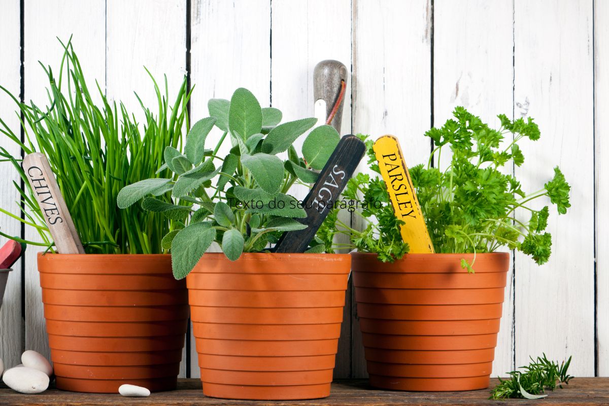 6 temperos para plantar em vasos que são de fácil cuidado; veja - Fonte: canva