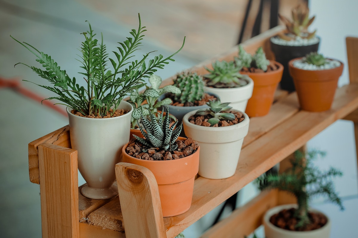 Conheça 6 plantas resistentes para cultivar na sua casa
