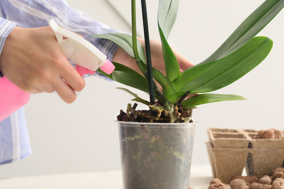 Como cuidar de orquidea doente? Veja um guia completo para fazer sua plantinha renascer como uma fênix - Reprodução: Canva Pro