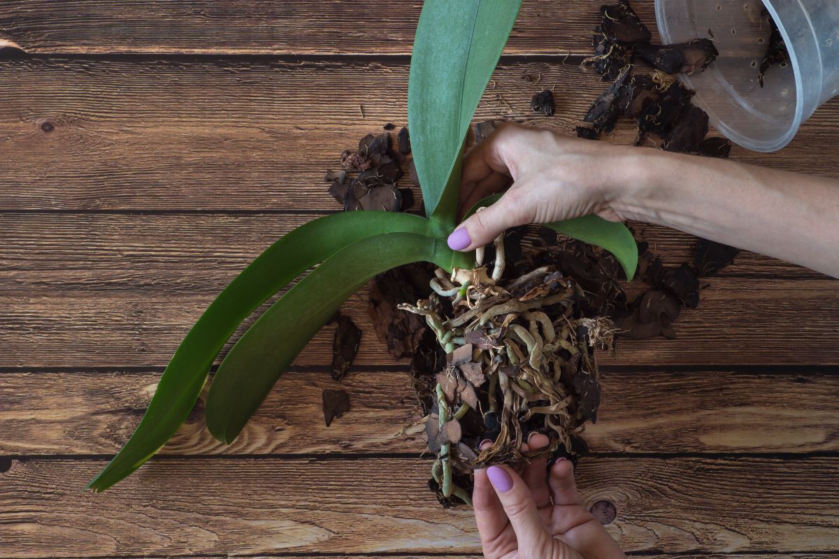 Como cuidar de orquidea doente?Veja um guia completo para fazer sua plantinha renascer como uma fênix - Reprodução: Canva Pro 